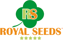 Picture for manufacturer Royal Seeds